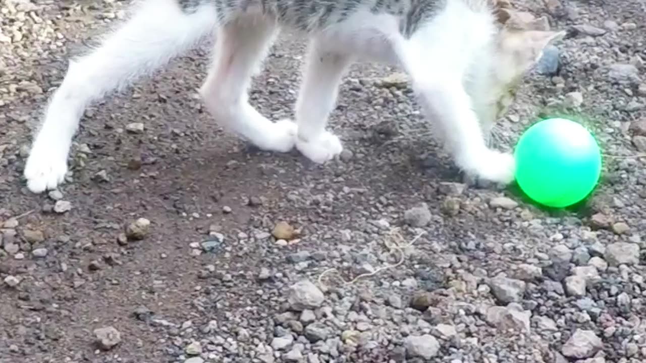 Cat playing a ball