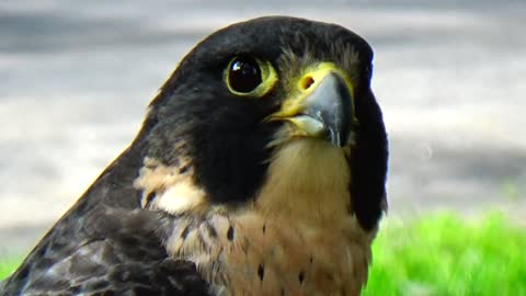 Peregrine Falcon