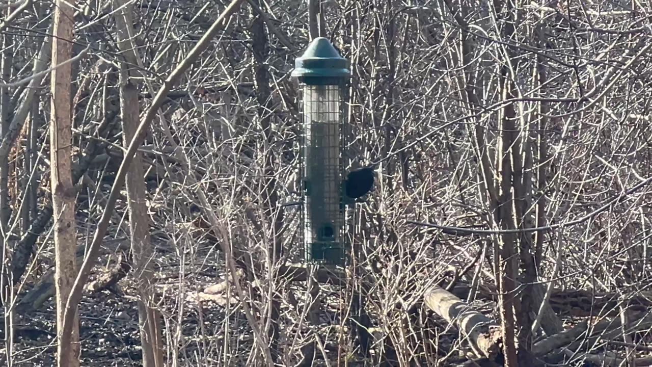 Birds at the feeder at James Gardens Toronto