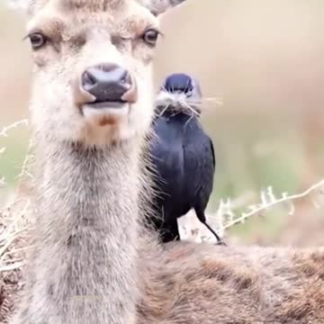 Animaux vs oiseau 🐦