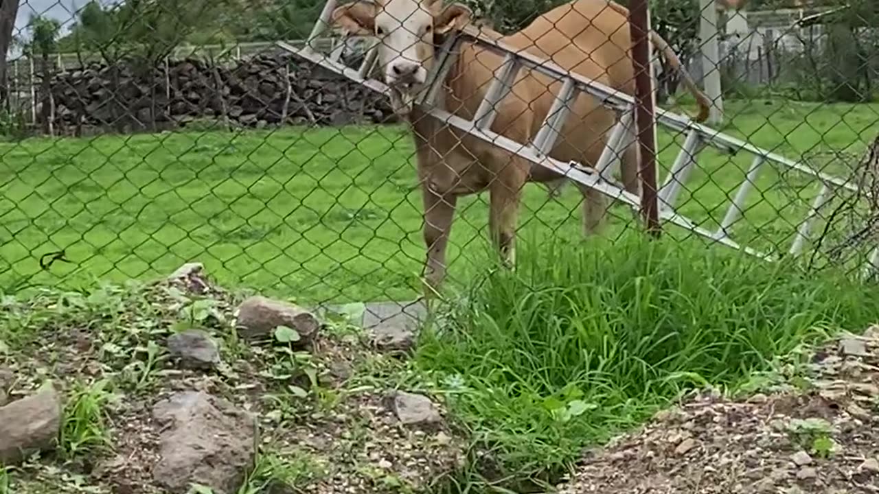 Cow Gets Its Head Stuck in a Ladder