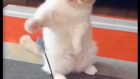 Funny dogs_funny cats_funny videos_