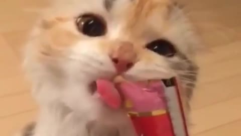 Only like to eat snacks