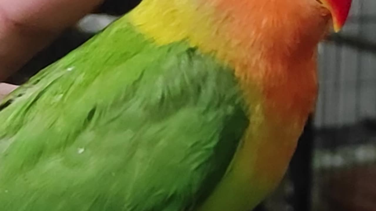 My pet play with me