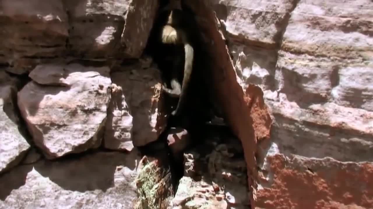 Amazingly Intelligent Monkeys Save Rodent Mouse From Snake Hunting | Prey Escapes Predato-9