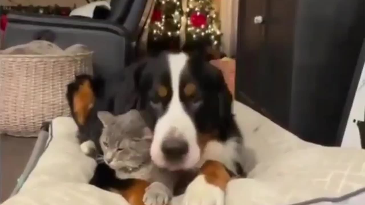 dog loves his cat friend 2.