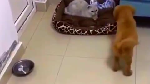 A Cat Beat Dog Funny Video 😂🤣 . #rumble #catvideo #funnyvideo