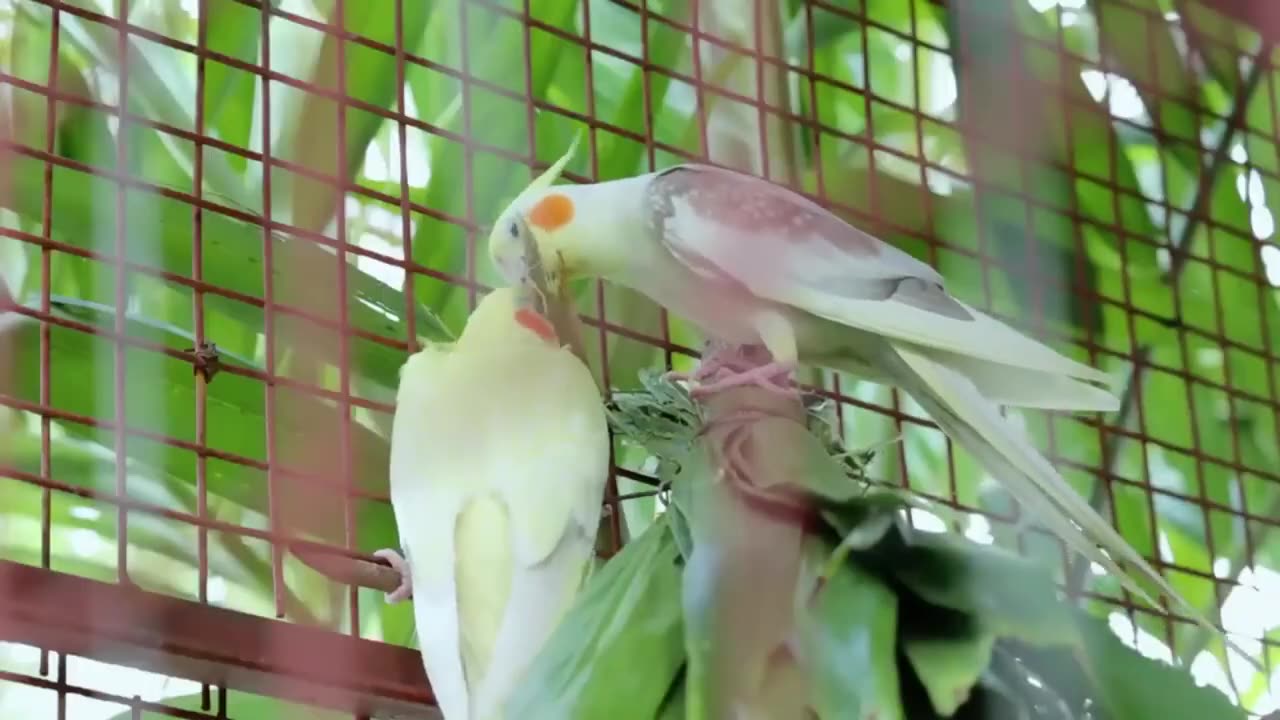 Wild COCKATIELS in Australia | Cockatiels are the BEST | Cockatiel Funny Videos | Nature