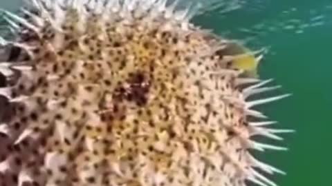 Mrs Puff 🐡😍 cute