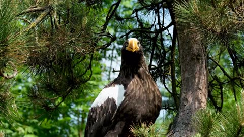 Eagles Feathers Birds Others!
