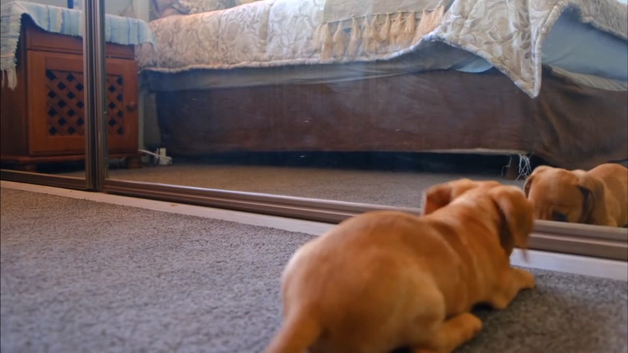 Funny dog