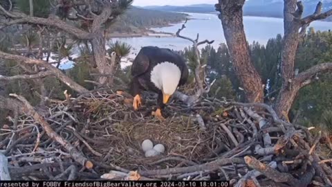 Eagle & Eggs
