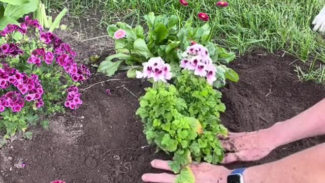 Pup Helps Plant Flowers