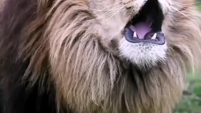 Roar