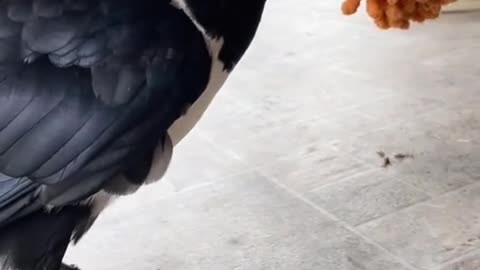 Rescuing a raven that fell into the water