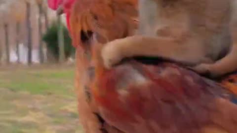 Puppy and Hen Funny video | #shorts #viral #trending #funny #cute