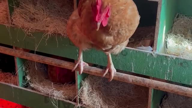 Fluffy Butt Hut - Chickens