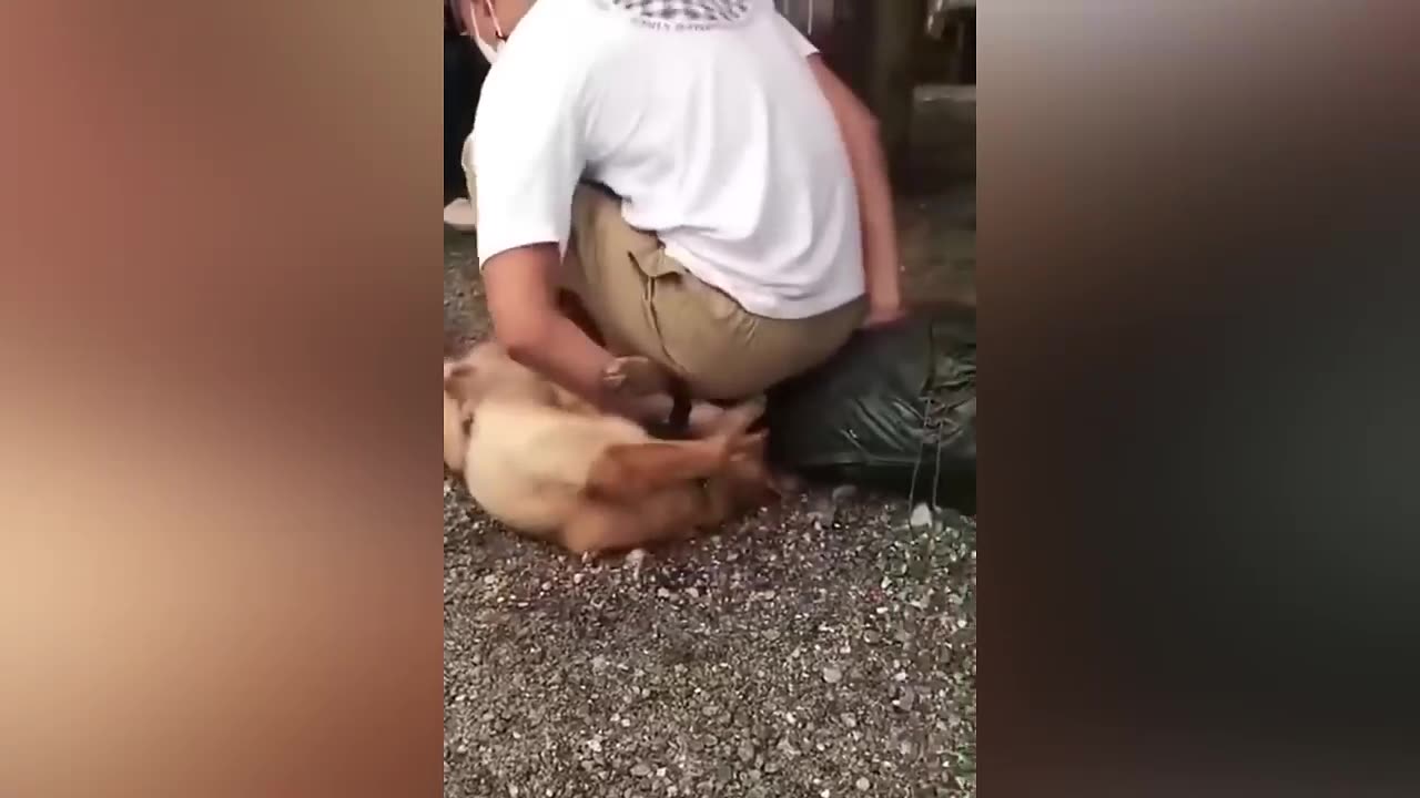Funny cat