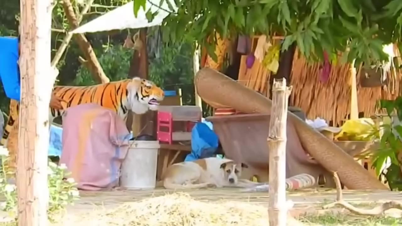 Troll Prank Dog Funny & fake Lion and Fake Tiger Prank To dog & Huge Box Prank to dog 9_720p