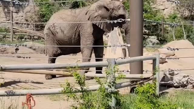 Stevie Wonder Elephant