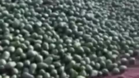 Atherton, North Queensland - Truckloads of avocados dumped to create a food price crisis