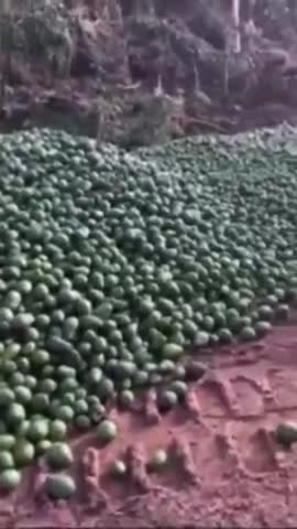 Atherton, North Queensland - Truckloads of avocados dumped to create a food price crisis