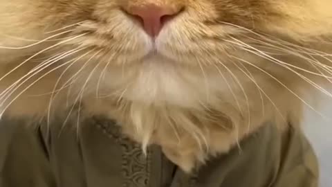 Cute and funny cat video.
