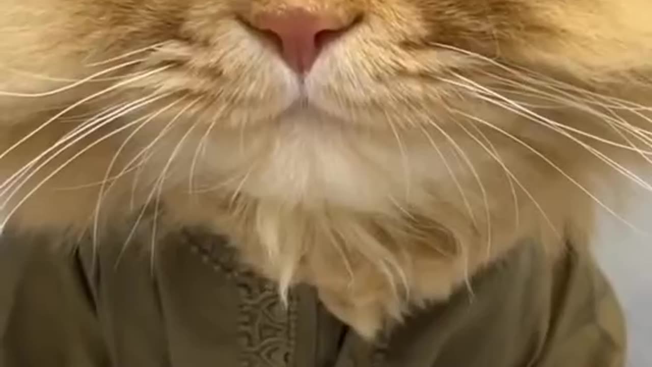 Cute and funny cat video.