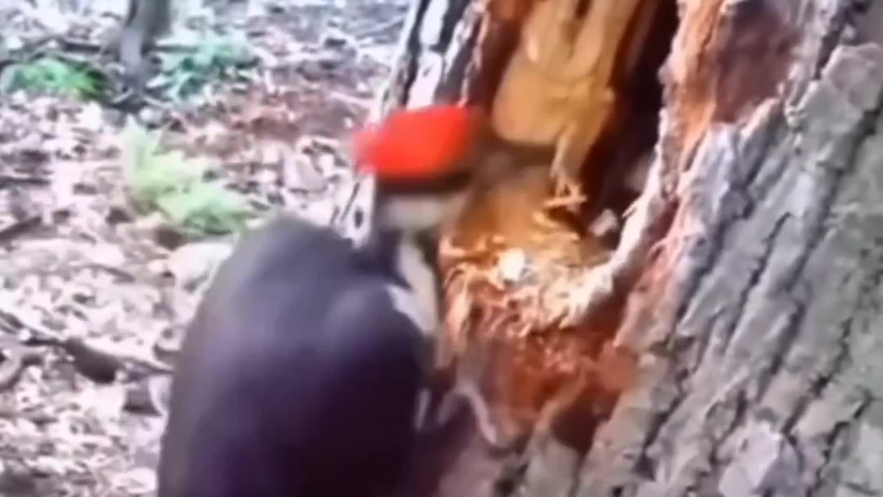 🤣🤣funny animals🤪🤪😂😂