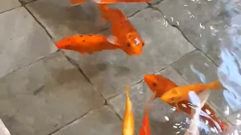 KOI