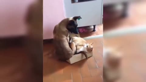 the most incredible, cute and funny videos of pets try not to laugh with these pet videos