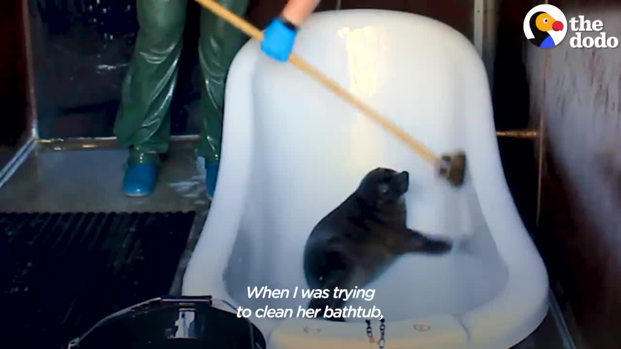 Orphaned Baby Seal Barks At Anyone Who Tries To Clean Her Bathtub | The Dodo Saving The Wild