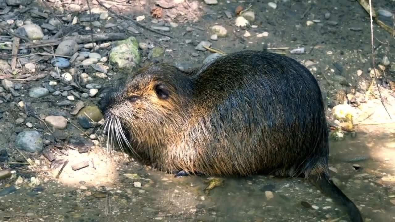 Family And Forest Funny moments Animals, Insects sounds video|