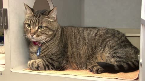 Striped Cat Sitting at Animal Shelter