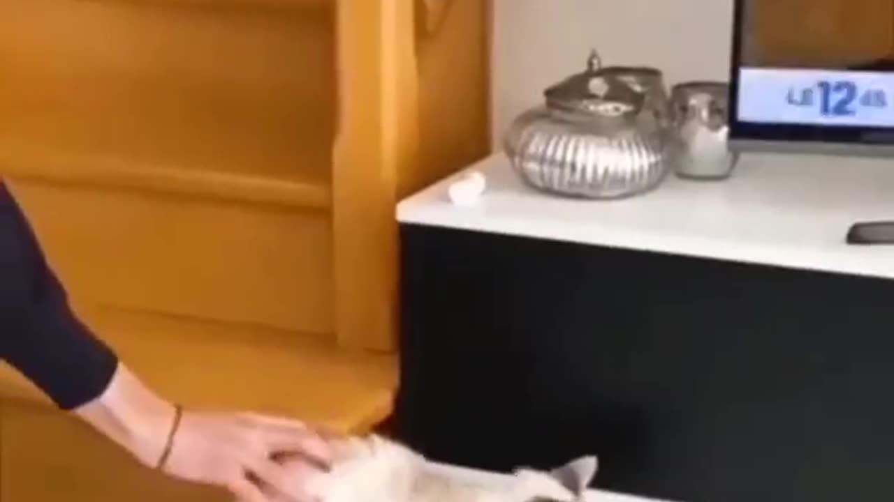 Funny animals videos
