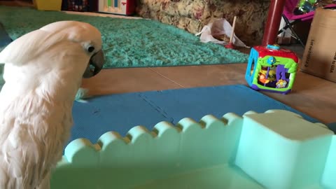 Cockatoo meets his new bathing tub made from his emptied ball pit