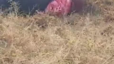 Kumpulan hewan yang sangat ganas
