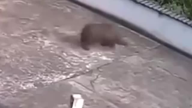 Boar breaks gate