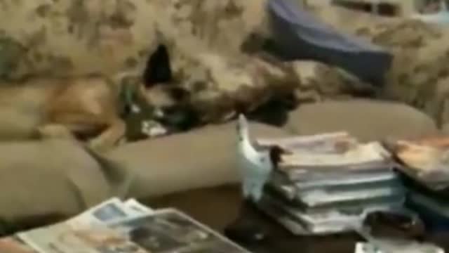 Funny Cat Boxing Practice With Tv