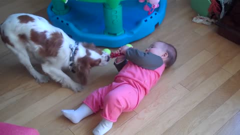 Dog vs Baby - Tug of War