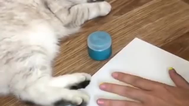 Cats and Dogs Funny Video| Funny Animals