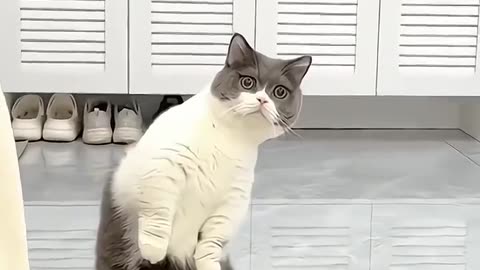 Sameless Cat funny Videos