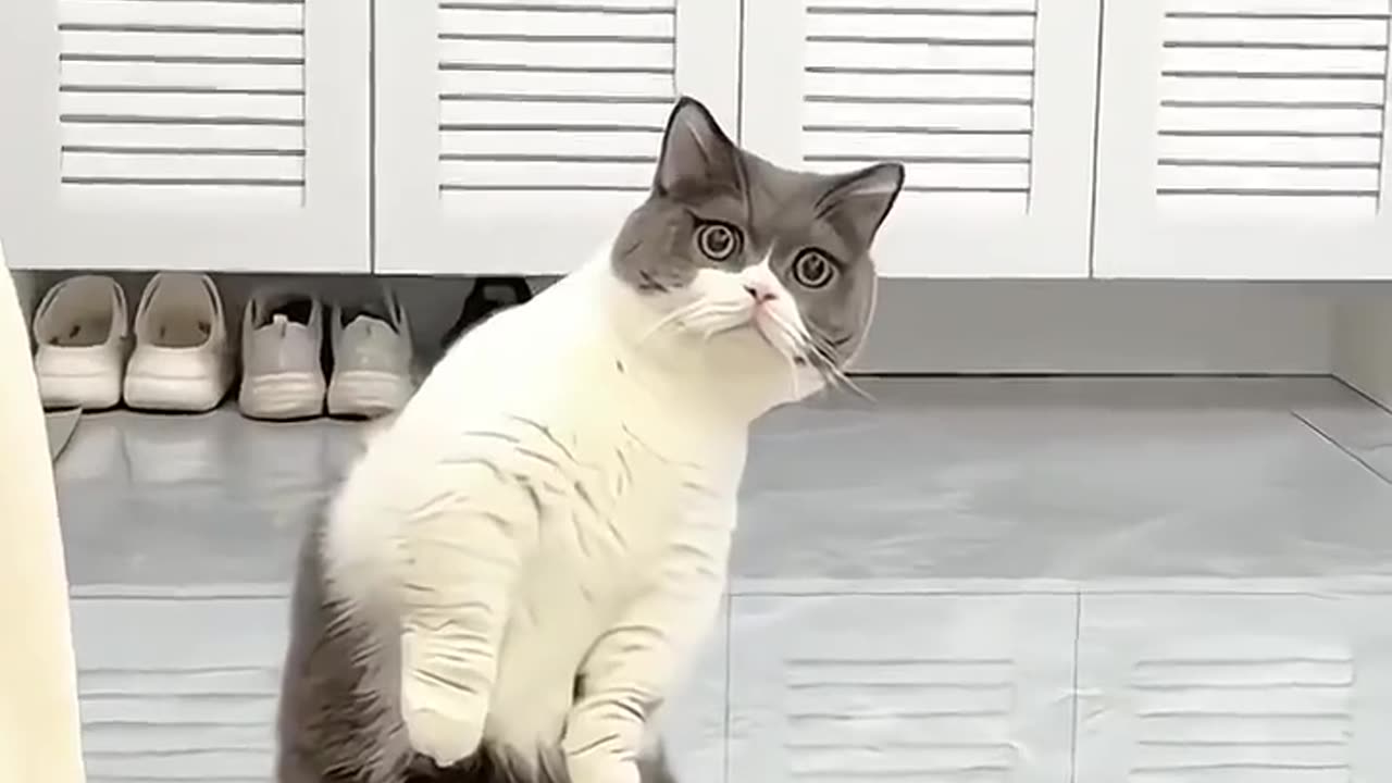 Sameless Cat funny Videos