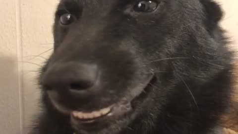 Itsy the Smiley Dog