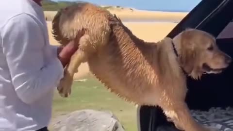 Funniest Golden Retriever Moments