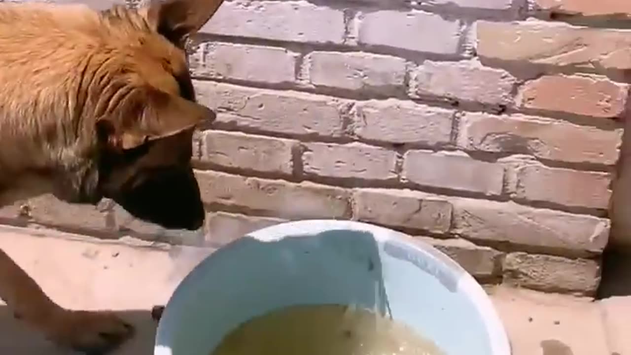 ⚡⚡📱💥danger!! Brave dog helps child! Dogs are our best friends! #dog #animals #shorts