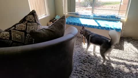 Four Huskies, some Chewies, and much Happiness