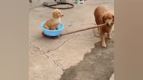 funny animals videos