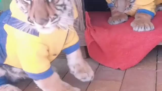 baby tiger dress