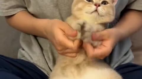 Funny video cat 😺